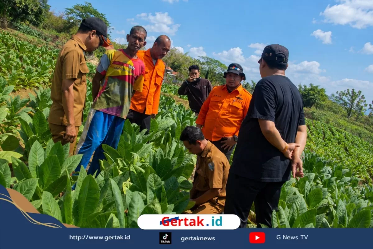 Sawah Sampang Bergemuruh, DPRD dan BPBD Turun Selidiki Fenomena Misterius  