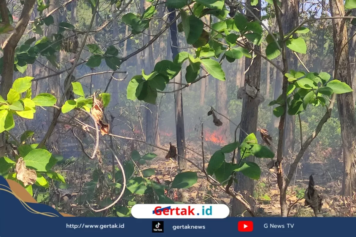 Membakar Sampah Picu Kebakaran Lahan Kering di Sampang, Damkar Taklukan Kobaran Api  