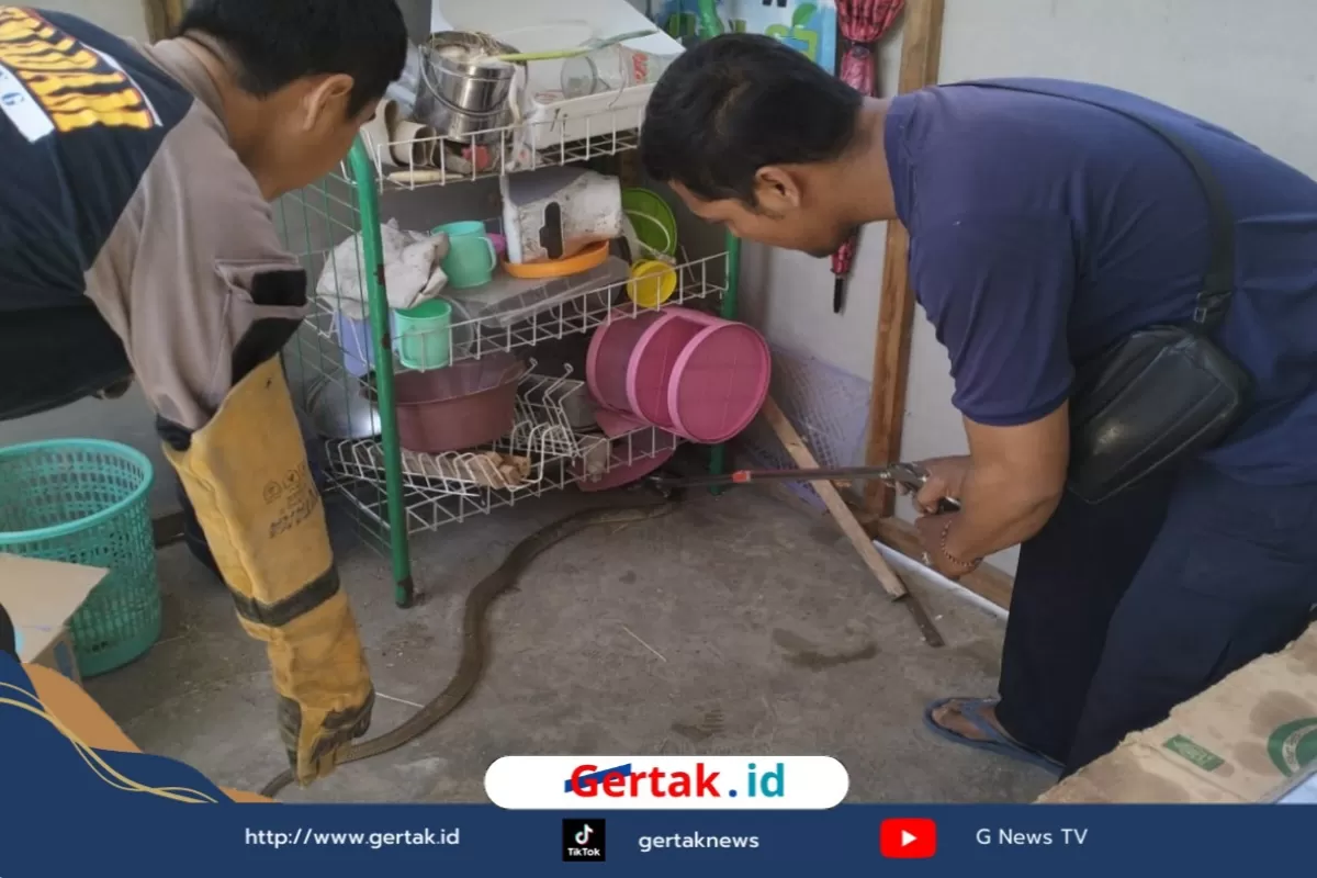 Hampir Terinjak! Ular Berbisa Melingkar di Pintu Rumah Warga Sampang