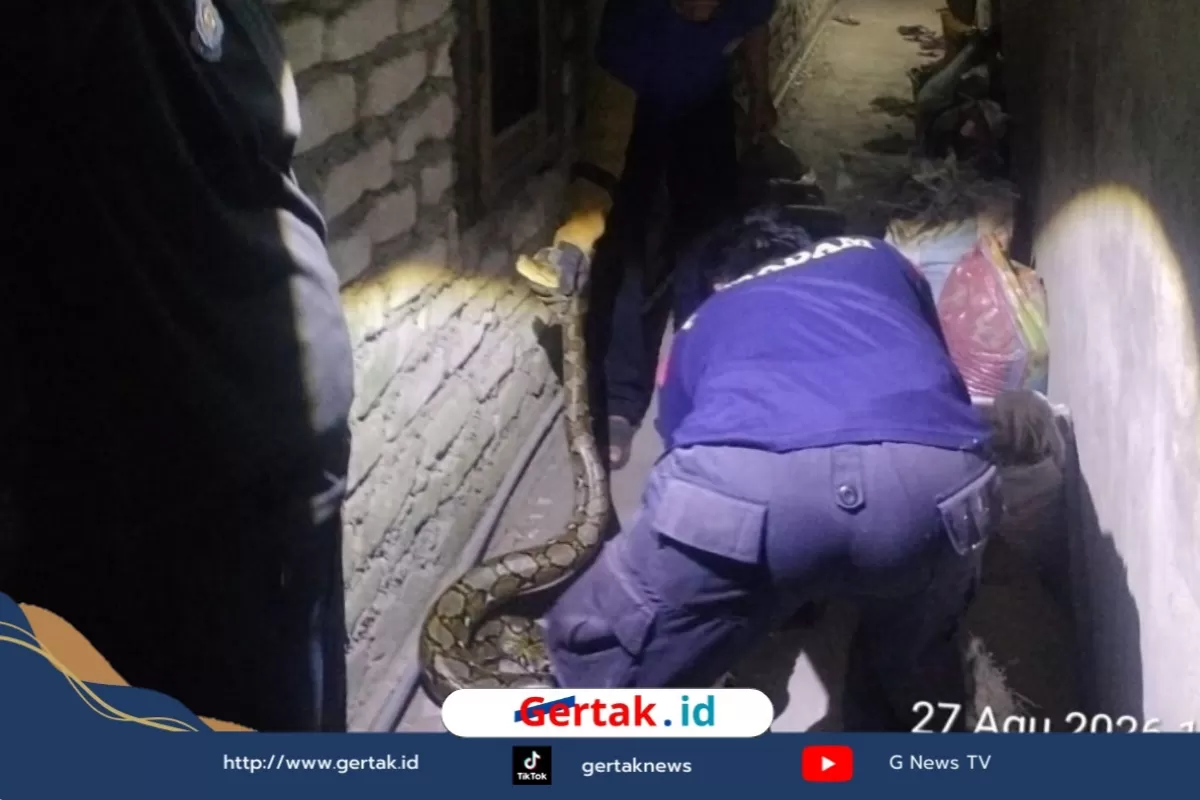 Geger! Ular Piton Masuk Rumah Warga Sampang, Damkar Bergerak Amankan Situasi di TKP