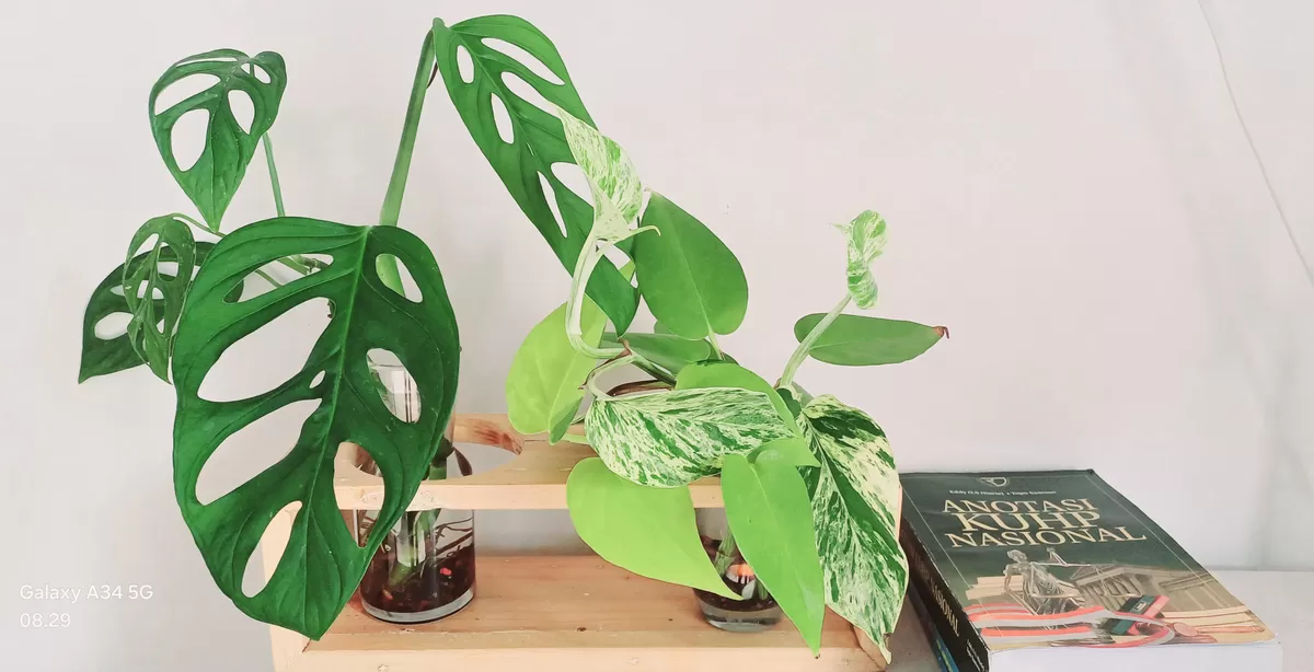Dua jenis tanaman hias yang sangat populer, Janda Bolong (monstera andansonii) dan Sirih Gading (epipremnum aerum) terlihat sangat serasi ketika disimpan berdampingan. (ft: ammar flower)