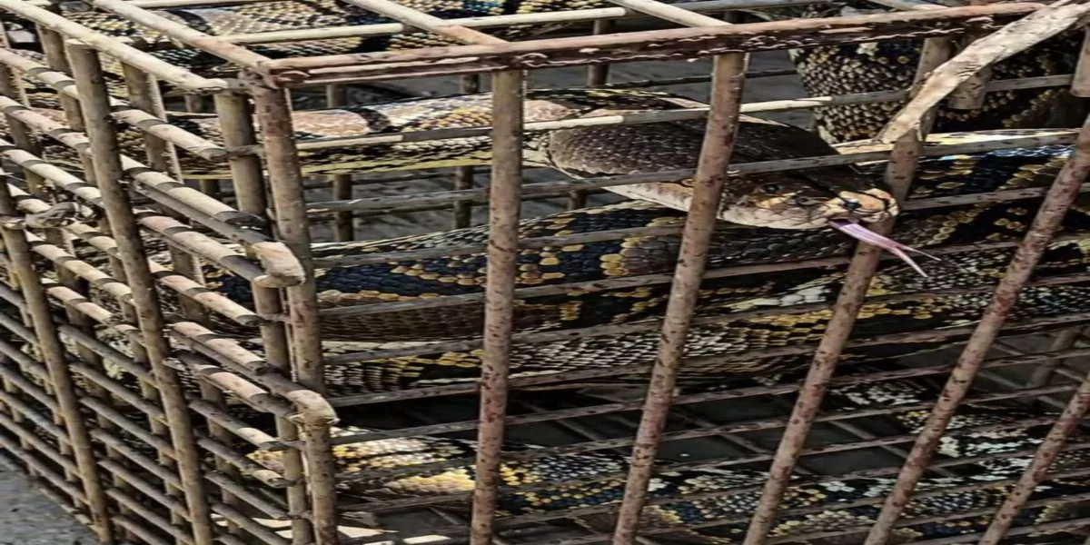 Ular sanca panjang 7 meter berhasil di evakuasi dari dalam rumah warga (Foto: lensabekasi.com/KanalBekasi.com)