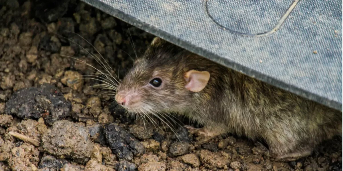 Hewan pengerat (rodensia) Jenis Tikus  (Kemenkes)