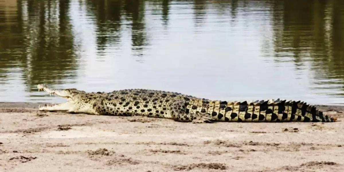 Penampakan seekor buaya mendarat di hamparan pasir pulau Tepian Lubuak Sobae Baserah, Kecamatan Kuantan Hilir, Sabtu (30/5/2026) siang.  (Plt Camat Kuantan Hilir)