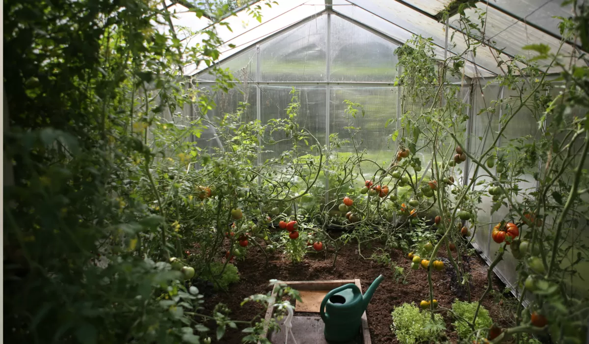 Kebun tomat gantung menjadi solusi berkebun hemat untuk rumah minimalis.