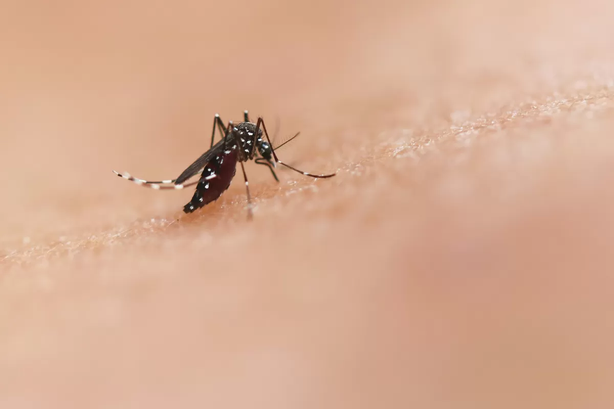 Program berbasis bioteknologi ini bertujuan mengurangi penyebaran dengue dan penyakit lainnya.