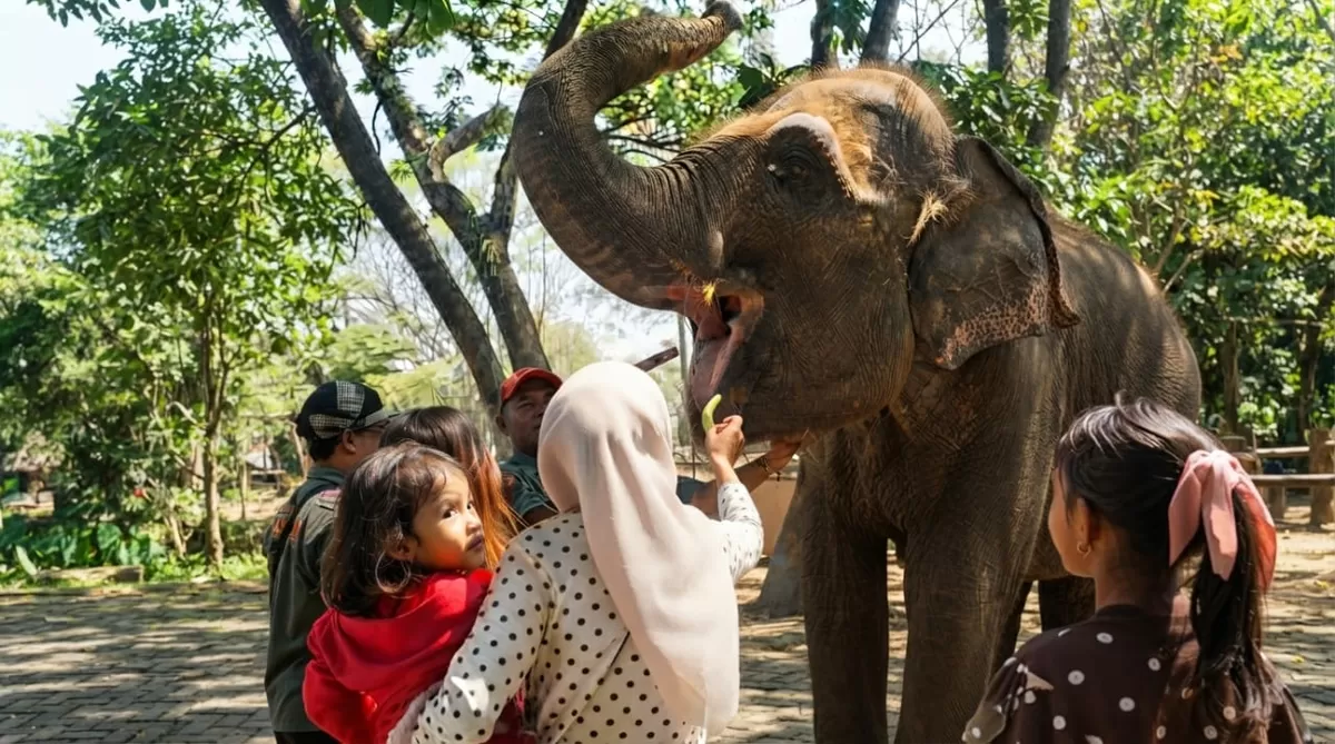 Pengunjung memberi makan Zella, gajah Sumatera di Semarang Zoo, dalam peringatan Hari Gajah Sedunia 2026. (KabarSatu.id/ foto: tim kontributor)