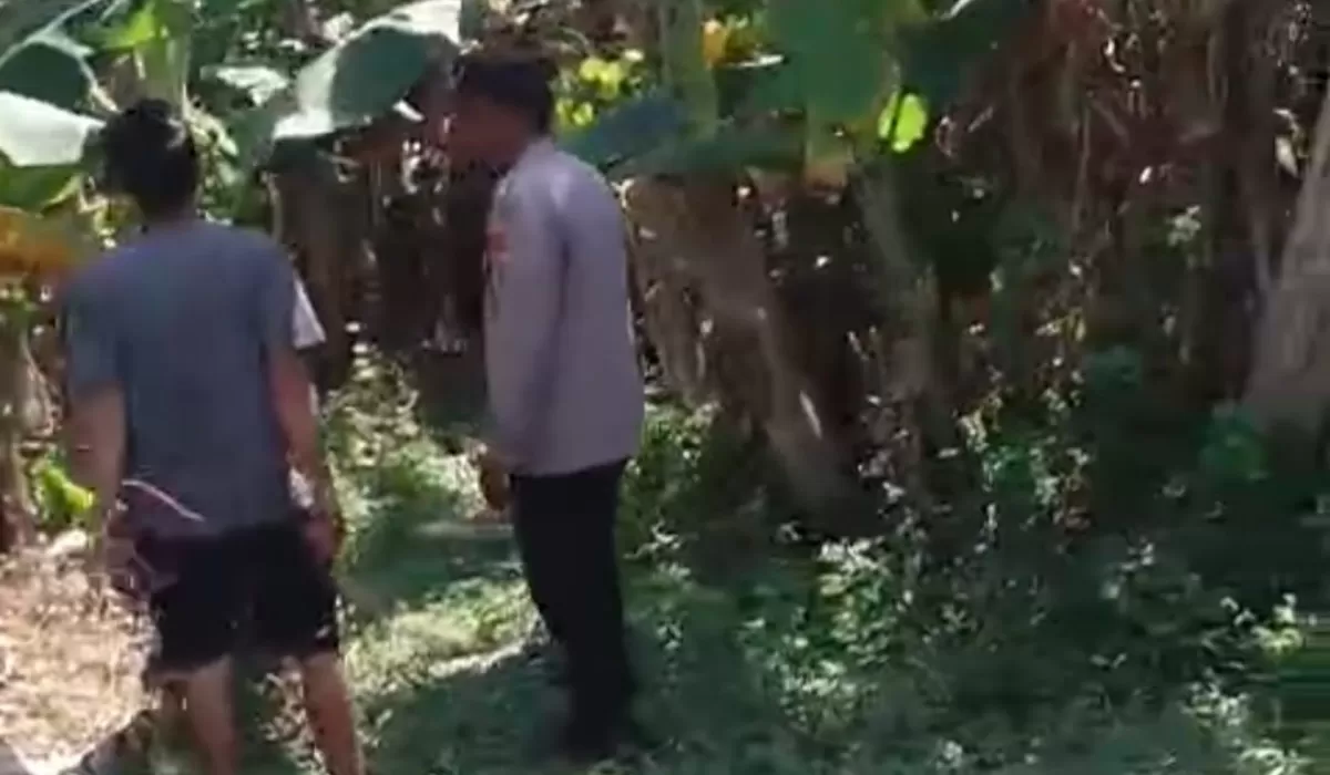 Bhabinkamtibmas Polsek Rembang meninjau langsung tanaman pisang milik warga. 
