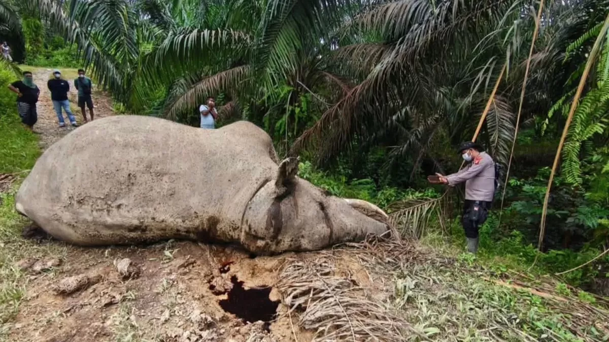 Gajah Sumatera mati, menambah keprihatinan terhadap kondisi konservasi gajah sumatera di Aceh