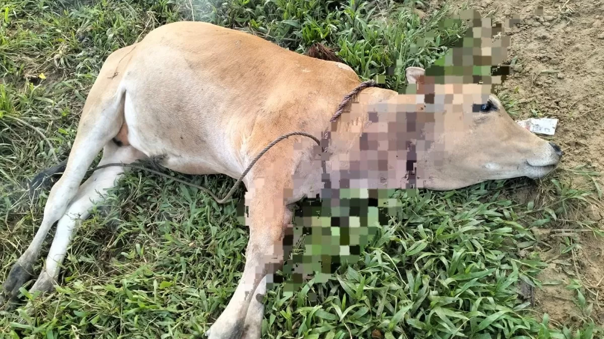 Sapi Warga Diduga Kembali Dimangsa Harimau