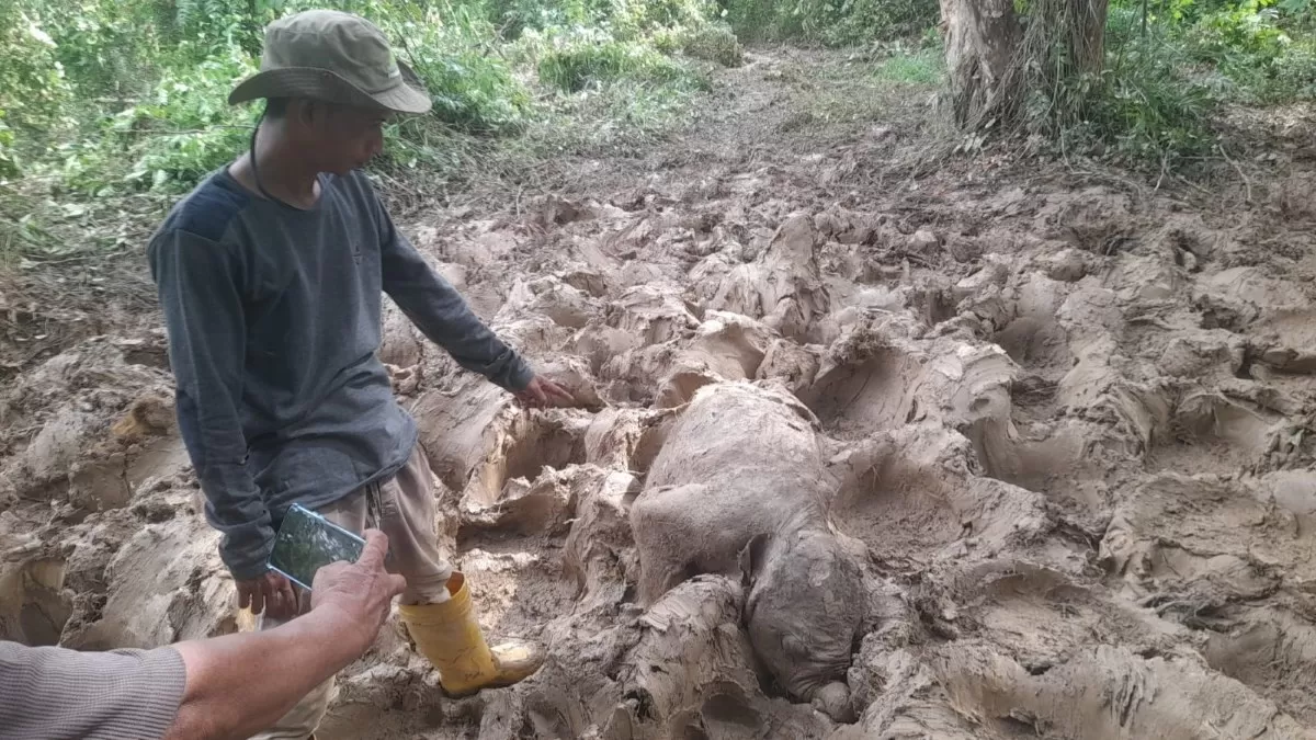 Gajah Ditemukan Mati di Eks HGU PT Atakana Kompeni di Aceh Timur