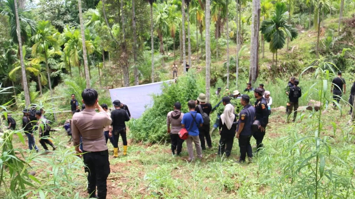 Pemusnahan Ladang Ganja Seluas 4 Hektare