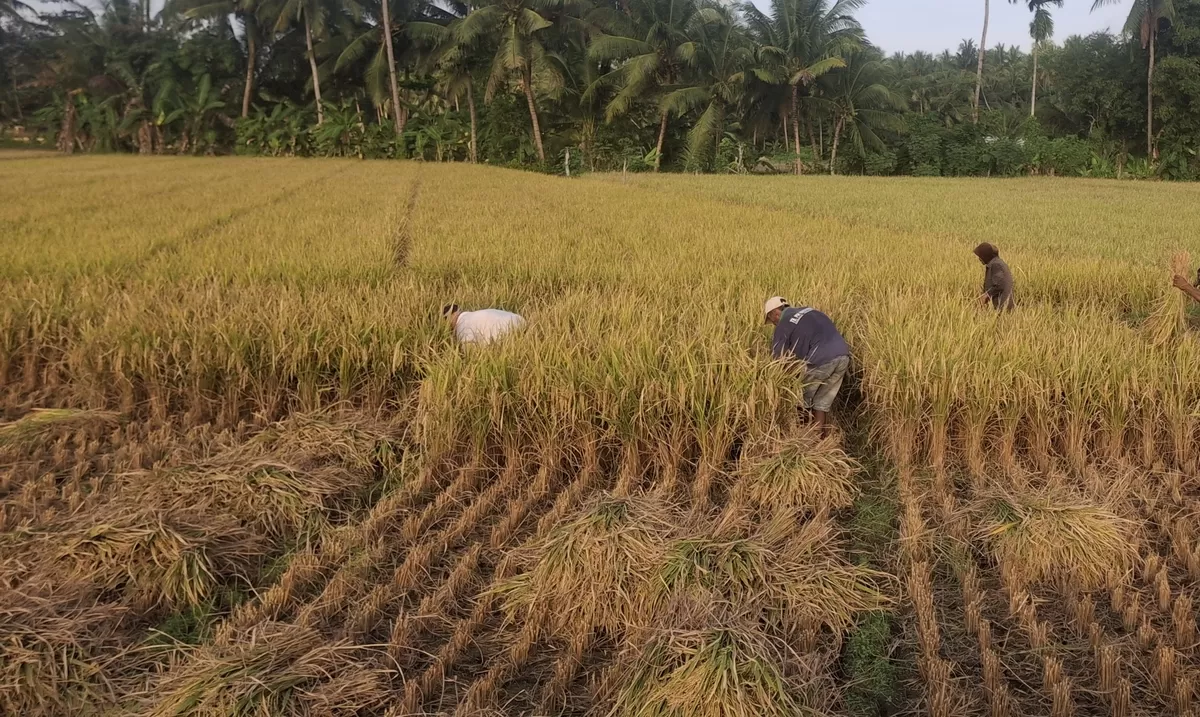 Petani di Pangandaran saat melaksanakan panen beberapa hari lalu