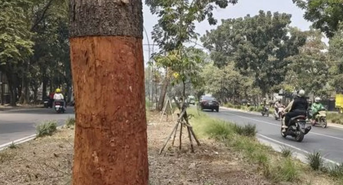 Pemkot Bandung tindak tegas aksi perusakan pohon peneduh di sejumlah titik kota. Wali Kota ancam cabut izin usaha dan segel videotron yang terbukti terlibat.