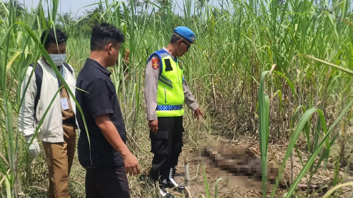 Momen penemuan Mayat di Kebun Tebu, Pemalang (AGUS R)