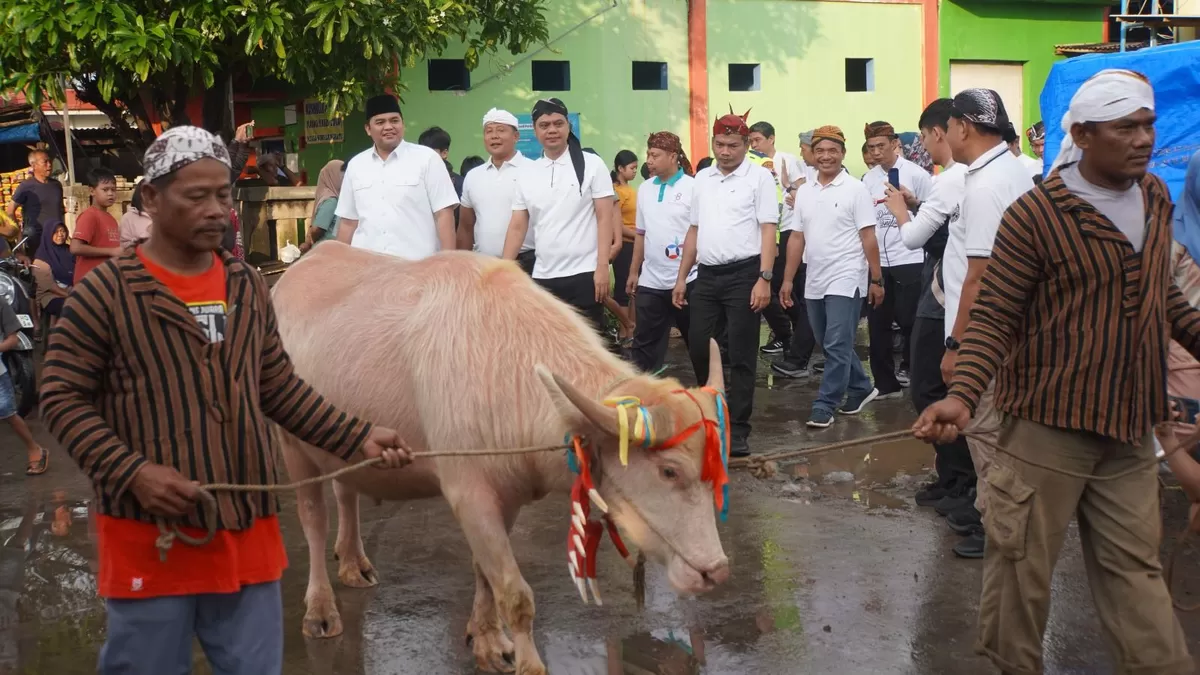 Bupati Jepara H. Witiarso Utomo (Mas Wiwit) mengawal langsung kirab kerbau yang akan digunakan dalam Pesta Lomban, Sabtu(29/3) dok. IST