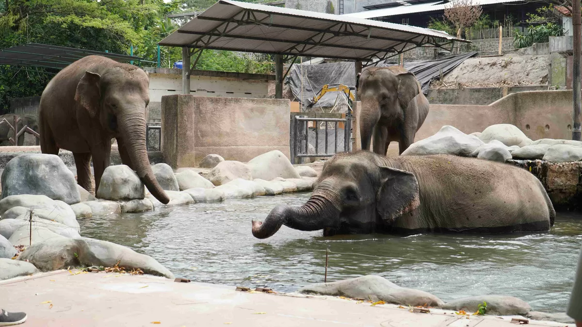 Gajah koleksi  Gembira Loka Zoo Yogyakarta. (Ist)