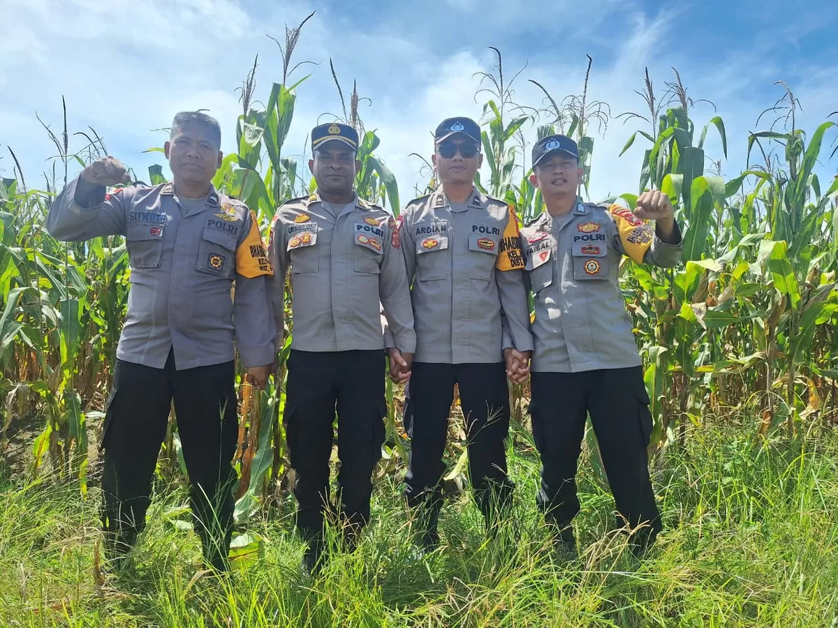 Bhabinkamtibmas Polsek Muara Tami melaksanakan pengecekan lahan jagung binaan di Kelurahan Koya Barat, Distrik Muara Tami (Humas Polda Papua)