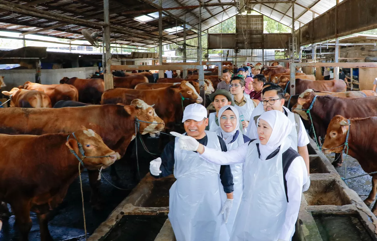 Gubernur Jatim Khofifah Indar Parawansa mengunjungi peternakan &nbsp;Kabupaten Nganjuk, memastikan ketersediaan sapi jelang Idul Adha, aman. (Ist)