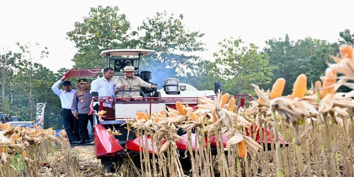 Presiden Prabowo melaksanakan panen raya jagung di Tuban, Jawa Timur untuk memperkuat ketahanan pangan nasional.(Foto/Ist) 