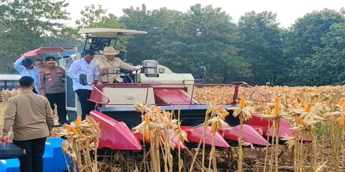 Presiden Prabowo Subianto melaksanakan panen raya jagung di Kabupaten Tuban, Jawa Timur.(Foto/Ist) 