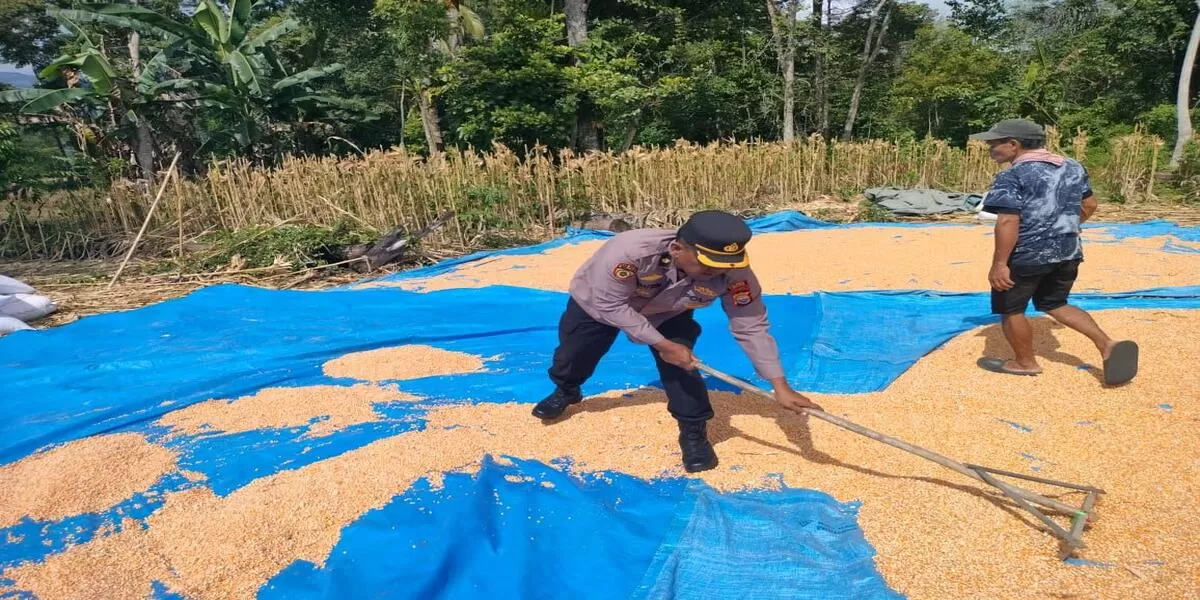 Anggota Polres Lebong bersama masyarakat melaksanakan panen jangung di Desa Suka Marga, Kecamatan Amen, Kabupaten Lebong menghasilkan 3 ton.(Foto/Ist)