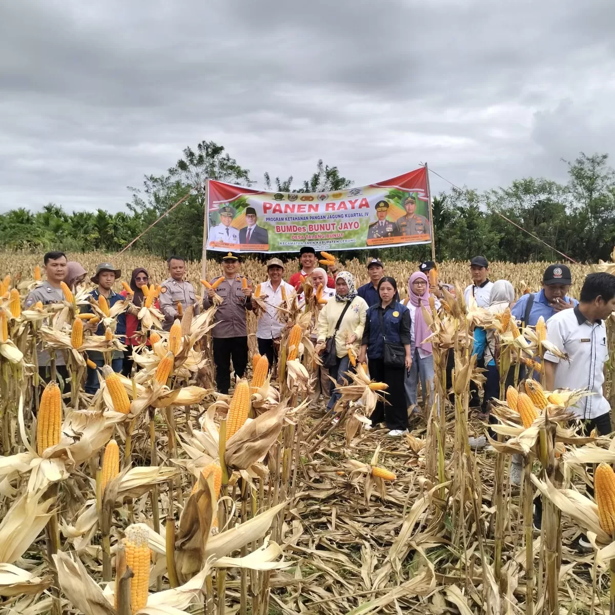 Polsek Lebong Utara  bersama masyarakat panen raya jagung untuk menyukseskan program ketahanan pangan nasional si daerah ini. (Foto/Ist)