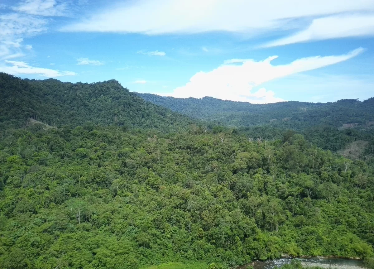 Hutan lindung masih berhutan 95 persen. di Bengkulu tapFotoi statusnya diturunkan jadi Hutan Produksi Terbatas. (Foto/Ist)