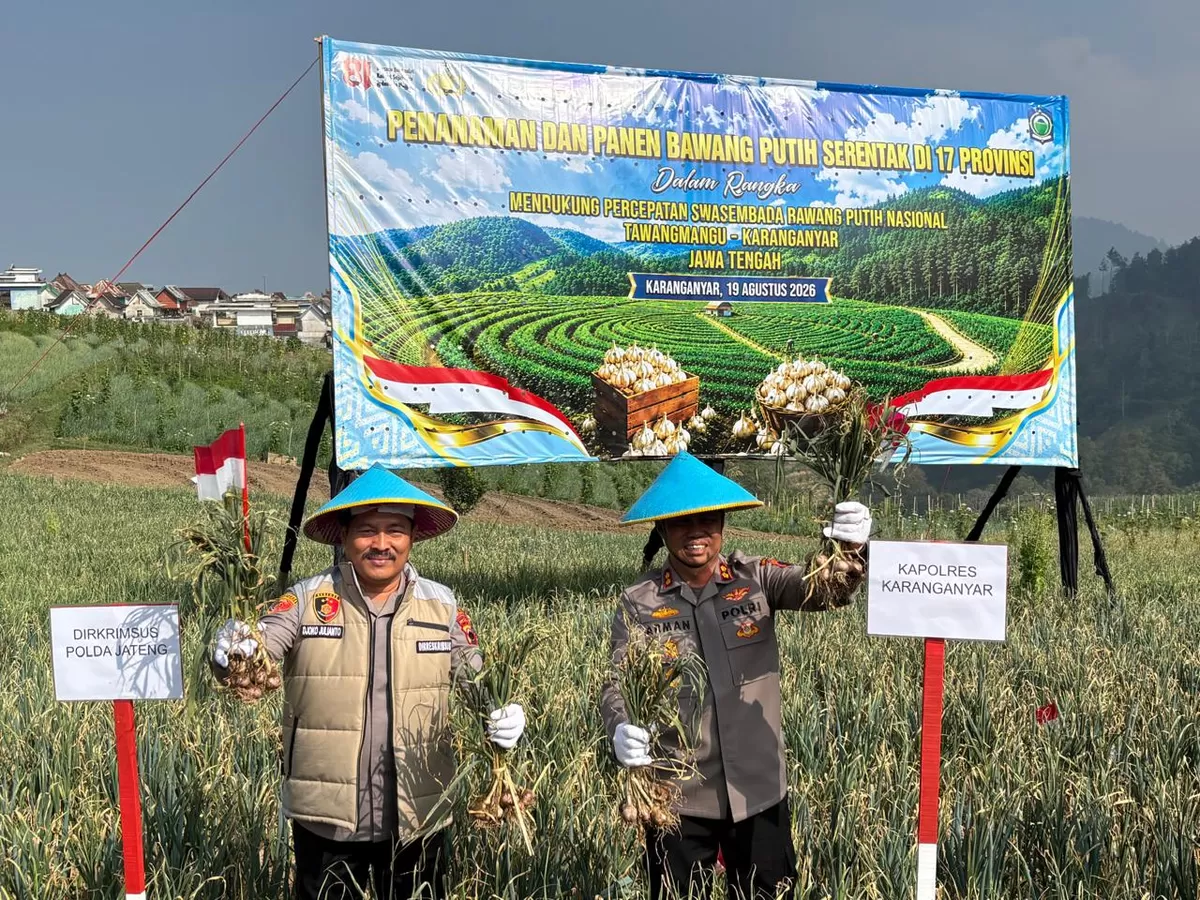 Panen 1,25 ton bawang putih di Tawangmangu memperkuat ketahanan pangan Jateng dan menunjukkan potensi varietas Tawangmangu Baru.