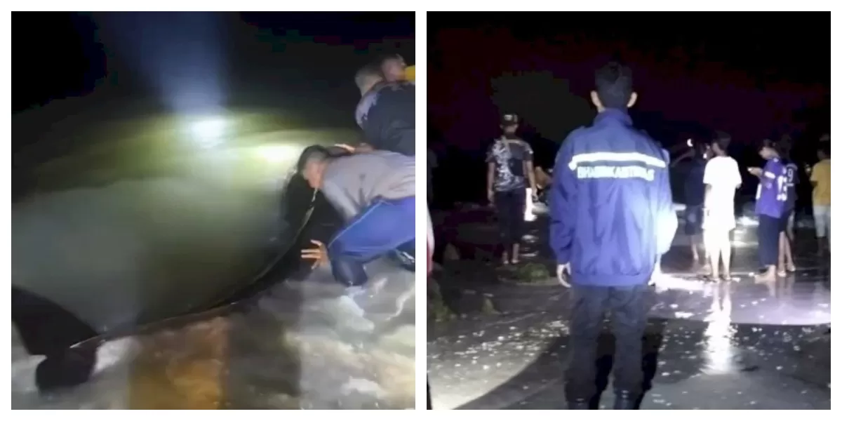 Sejumlah warga dan aparat kepolisian menggiring kawanan paus pilot yang terdampar di perairan dangkal Desa Fuanfuni, Rote Ndao, menuju laut lepas. (Foto TBN Polda NTT)