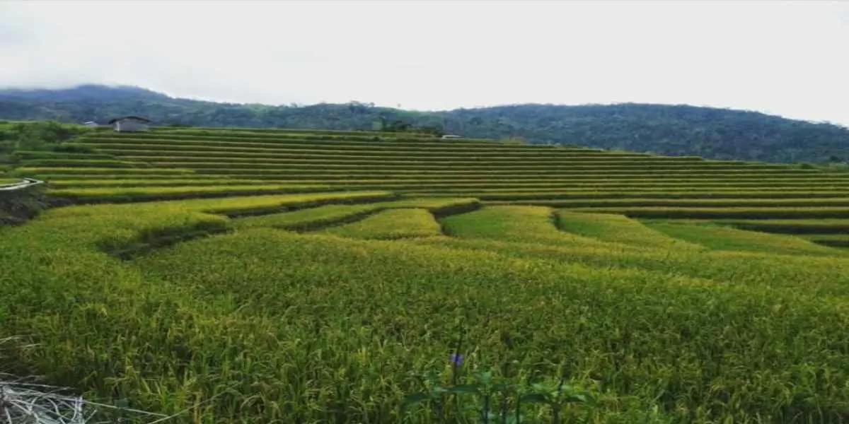 Hamparan sawah terasering Satar di Desa Mokel, Manggarai Timur, terlihat hijau bertingkat dengan latar perbukitan, menjadi destinasi wisata alam yang menenangkan dan alami. (Foto Rifand Apur.)