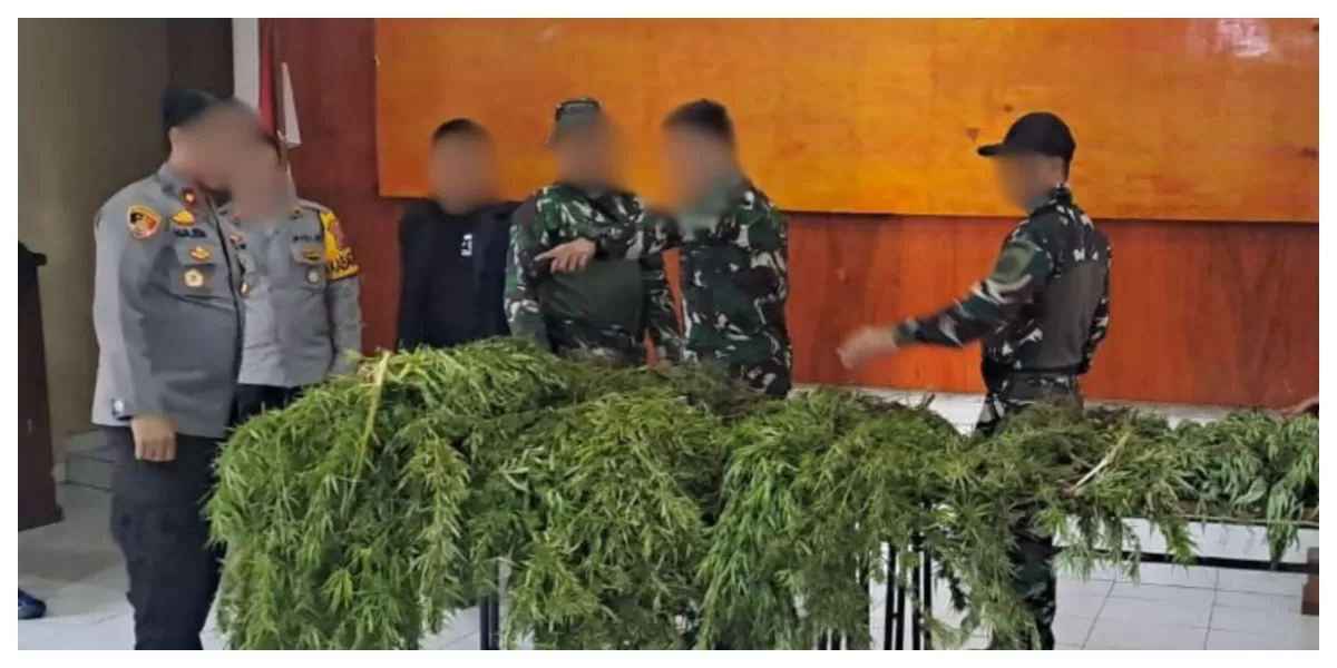 Petugas gabungan TNI-Polri menunjukkan barang bukti tanaman ganja hasil operasi di wilayah hutan Pegunungan Bintang, Papua Pegunungan, yang ditemukan dalam kondisi siap panen.