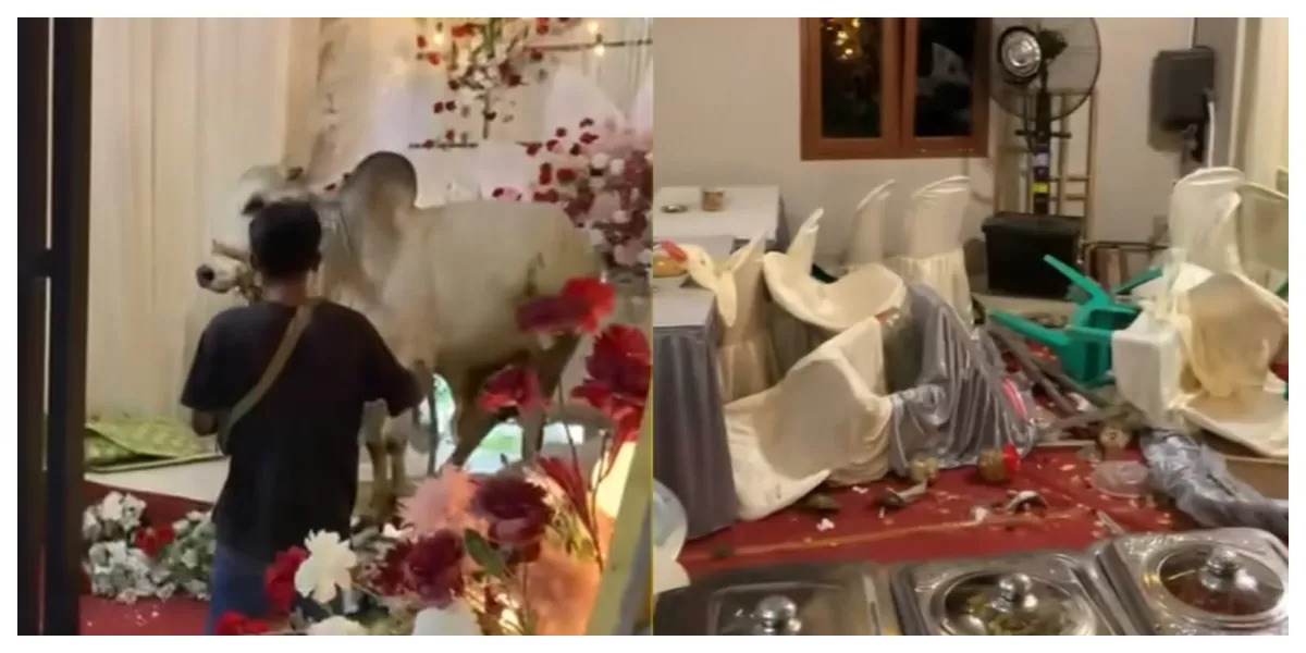 Viral sapi kurban merusak tenda pernikahan di Purwokerto, Jawa Tengah. (TikTok/meiwinda75)