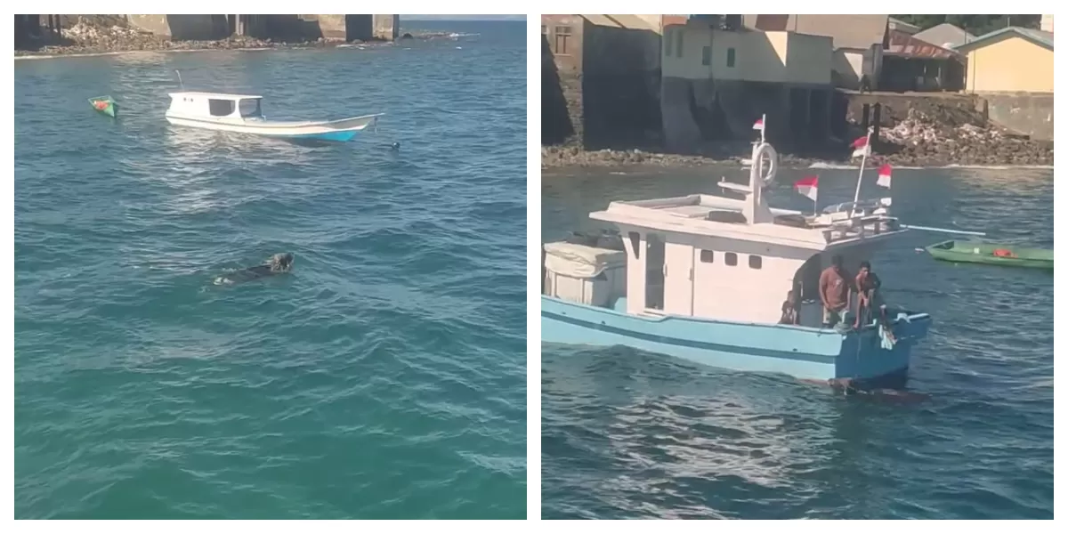 Inilah proses evakuasi sapi kurban yang tercebur ke laut saat proses bongkar muat di Dermaga Waiwerang, Adonara, Flores Timur. (Foto tangkapan layar video FB/ Sumiyati Corebima)