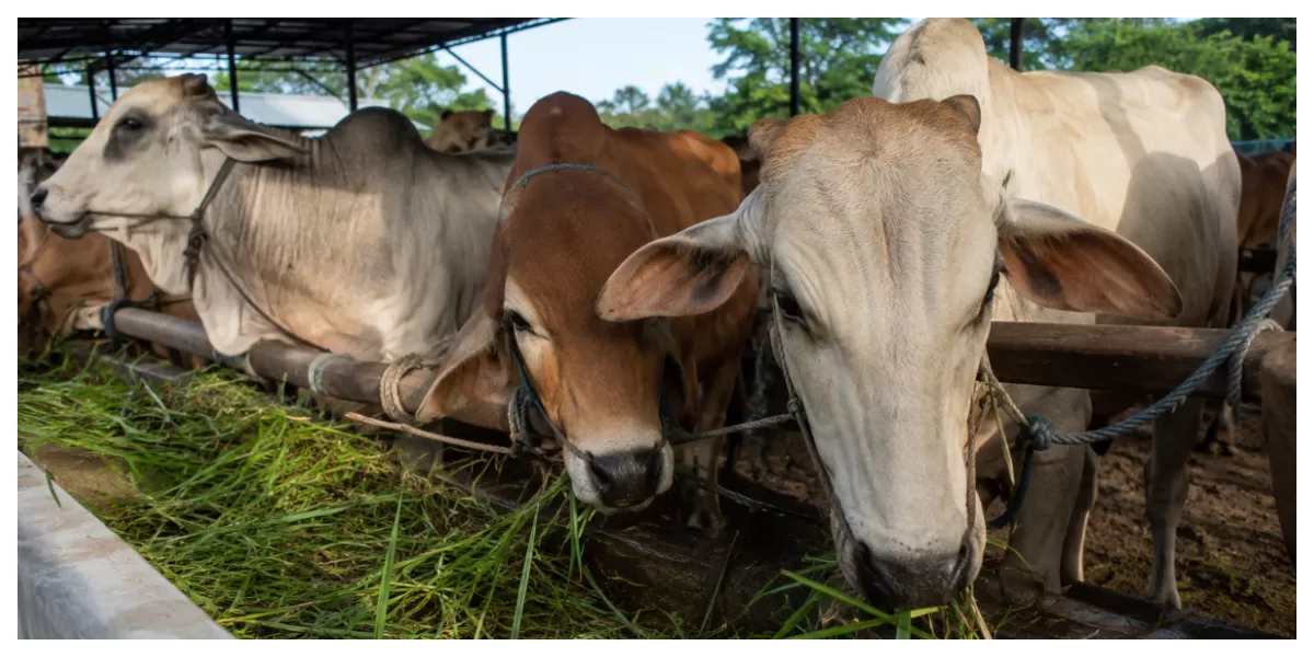 Foto ilustrasi:  sapi Brahman Amerika yang sedang makan rumput hijau di dalam kandang pertanian.