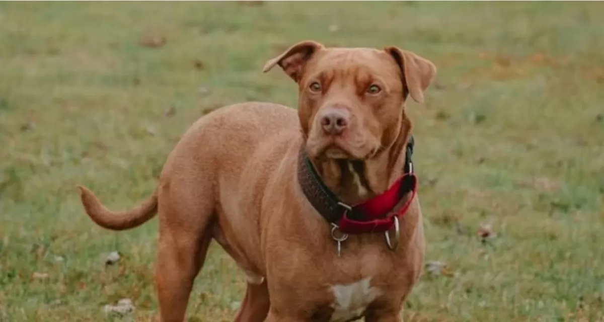 Foto ilustrasi: Kasus anjing pitbull menyerang seorang anak di Kabupaten Bandung hingga sebabkan luka parah.  ((Unsplash/carolineziem))