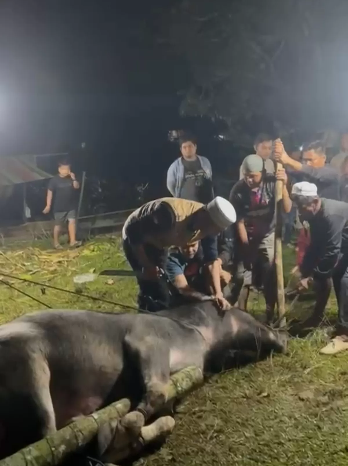 Tokoh Muda Sarolangun Dr. H. Zarkoni sedang menyembelih Kerbau . (Doc. Zi)