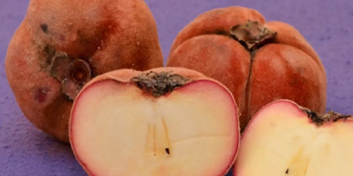 Buah bisbul (kilat.com)