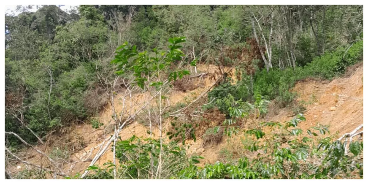 455 hectare kebun kopi di Bener Meriah Aceh rusak berat. (Realitasonline.id/ADI)