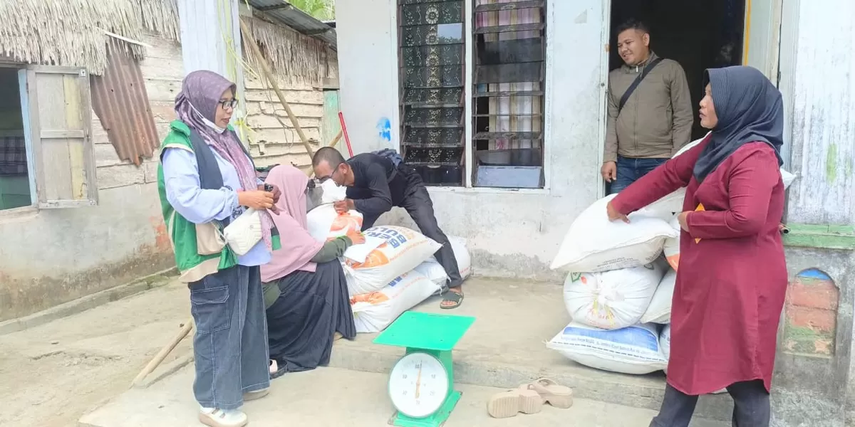 Hasil panen gabah petani di Desa Sua-Sua, Kecamatan Teupah Tengah, Kabupaten Simeulue diserap langsung oleh Agen Pembeli di rumah petani, Sabtu (10/1/2025.(Realitasonline.id/Ris)