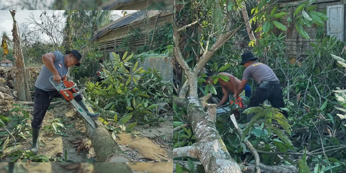 Penebangan poho oleh Brimob Polda Sumut di Batangtoru Tapsel
