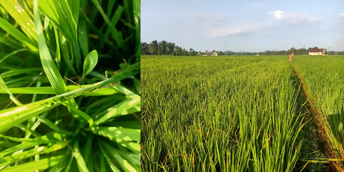Beberapa titik hamparan tanaman padi petani di Gampong Mesjid Kecamatan Tangan-Tangan Kabupaten Abdya mulai terserang hama wereng, Senin (26/1/2026)