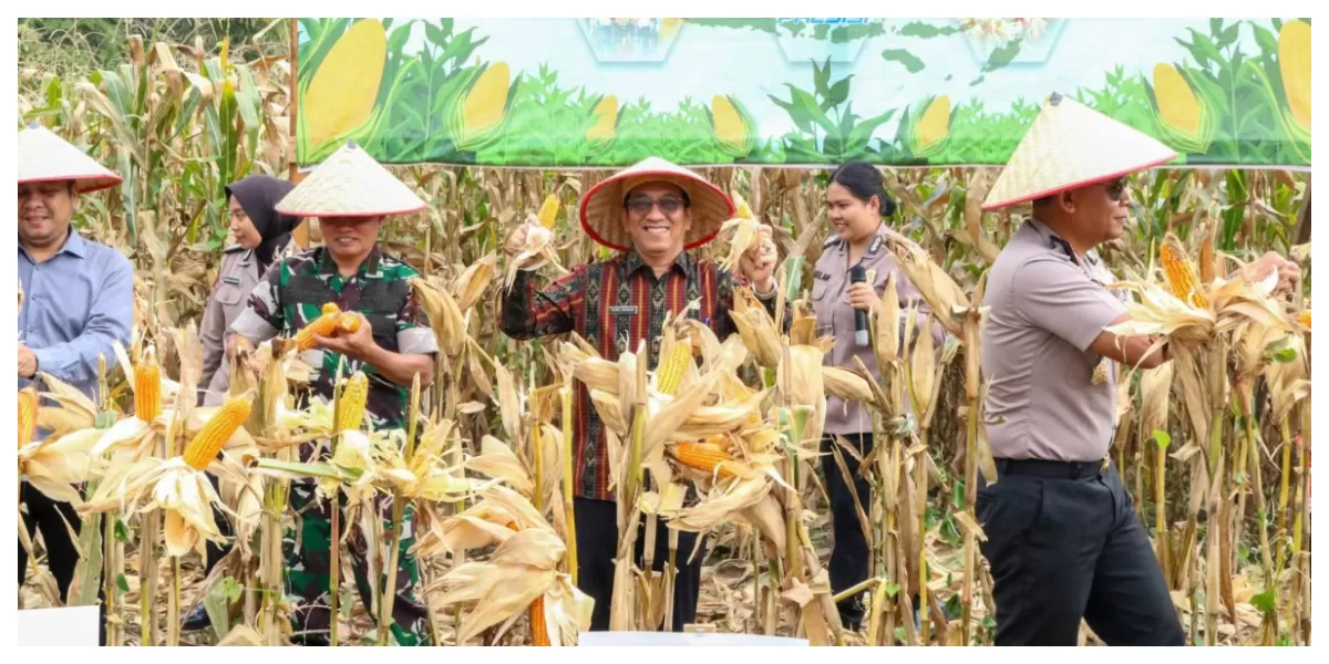 Panen Raya jagung di Kelurahan Sumber Jaya, Siantar Martoba  (Realitasonline.id/RH)