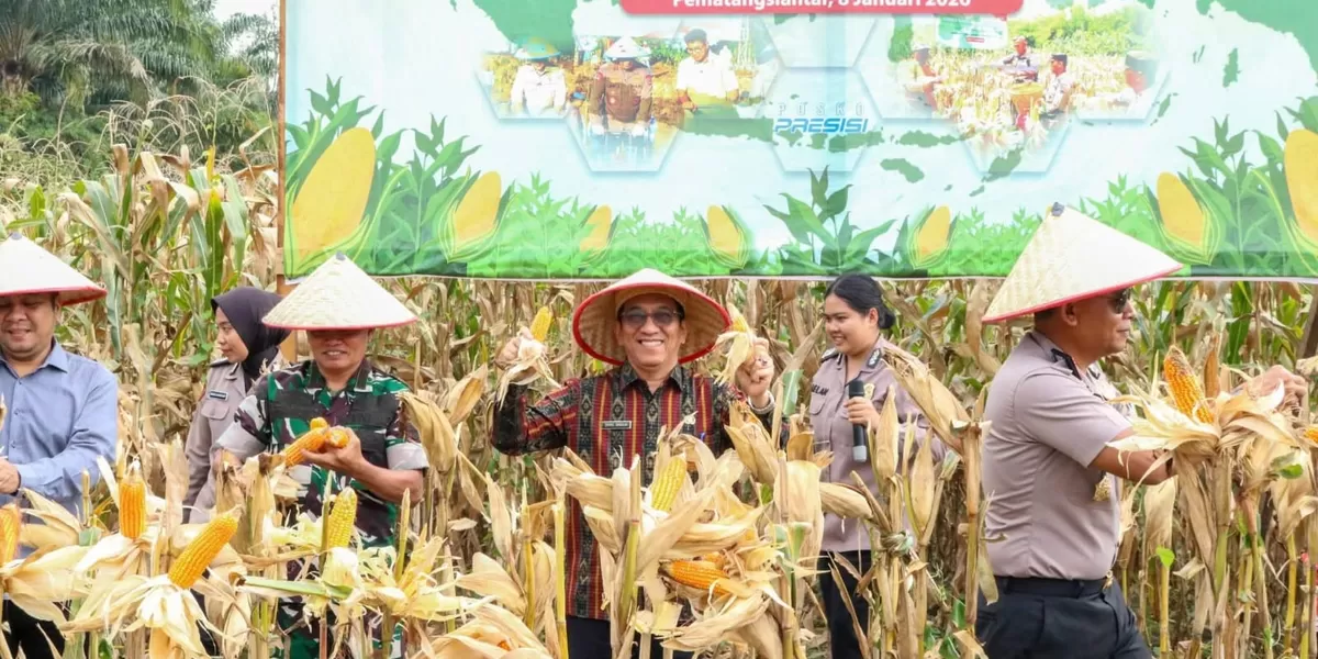 Panen Raya jagung di Kelurahan Sumber Jaya, Siantar Martoba (Realitasonline/RH)