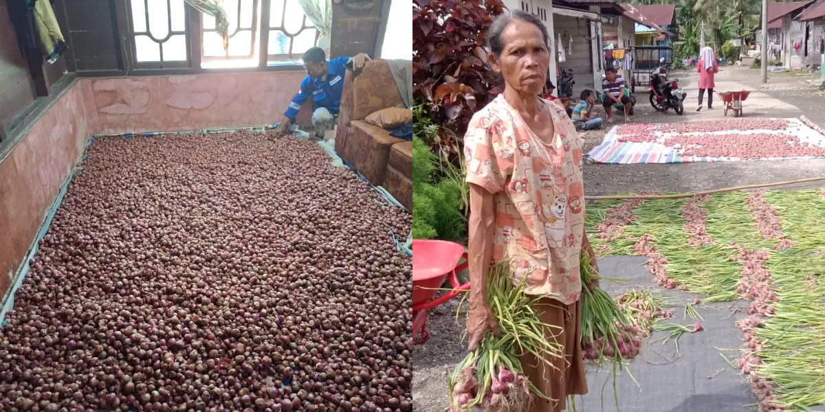 Petani bawah merah setelah mendapat pendampingan CSR SOL kini menikmati panen yang melimpah. (Realitasonline.id/AS)