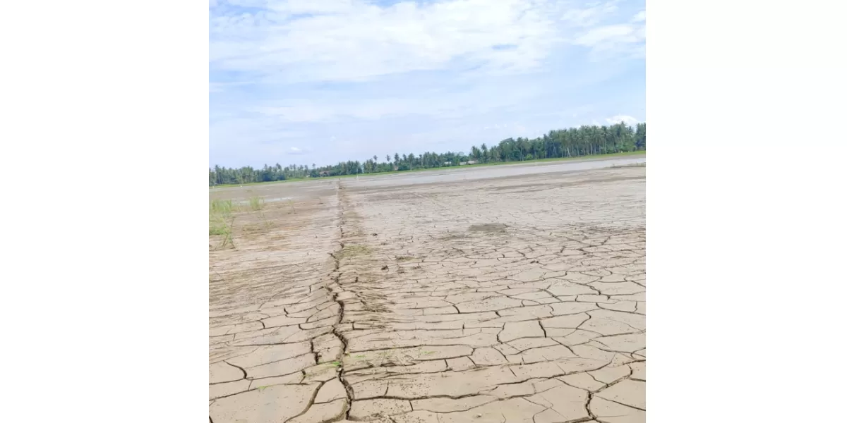 Kondisi sawah di Bireuen rusak karena tertimbun lumpur banjir. Foto. Dokumen  Realitasonline.id