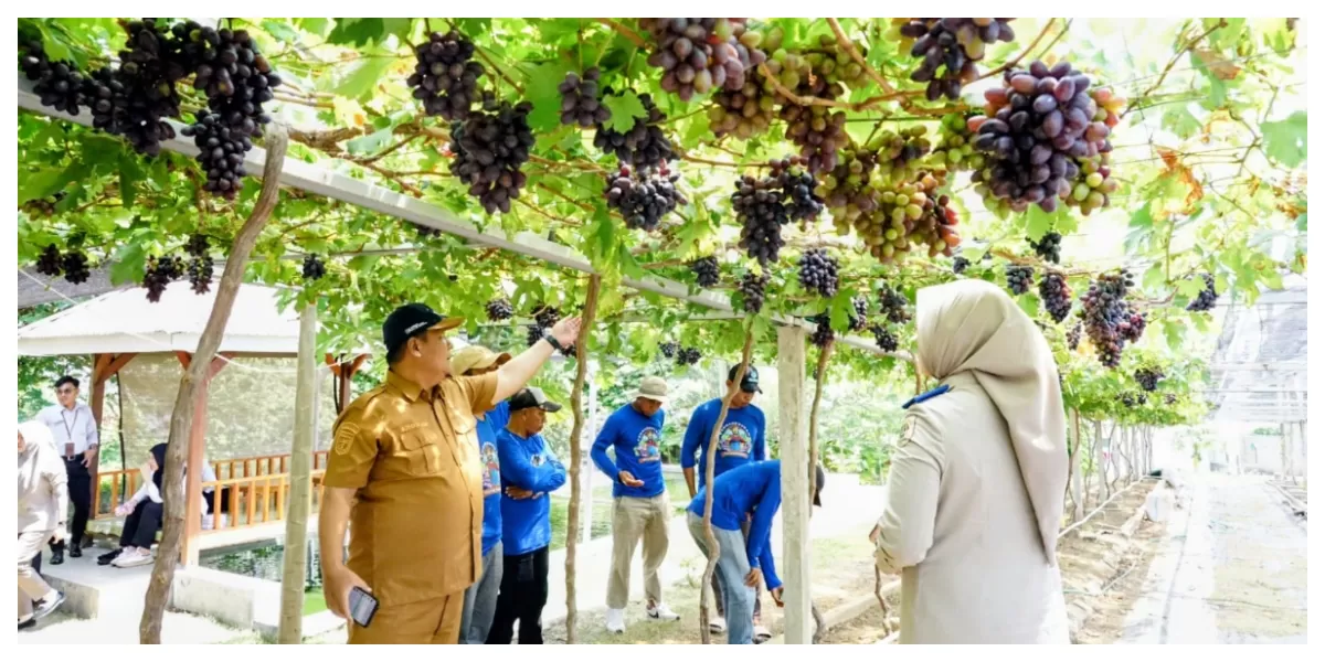 Petani anggur Desa Duyu Kota Palu, Sulawesi Tengah yang sukses melalui program reforma agraria. (Foto : Realitasonline/Ist)