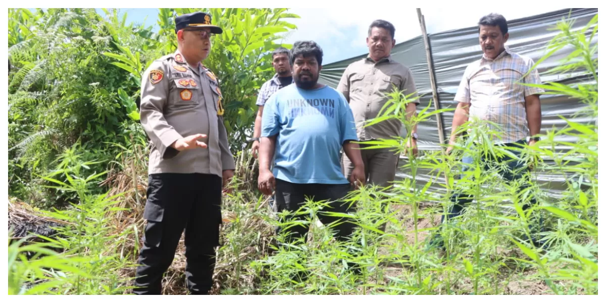 Kapolres Tanah Karo turun langsung ke TKP menyaksikan temuan 33 batang tanaman ganja. (Realtasonline.id/Ogek Tanjung)