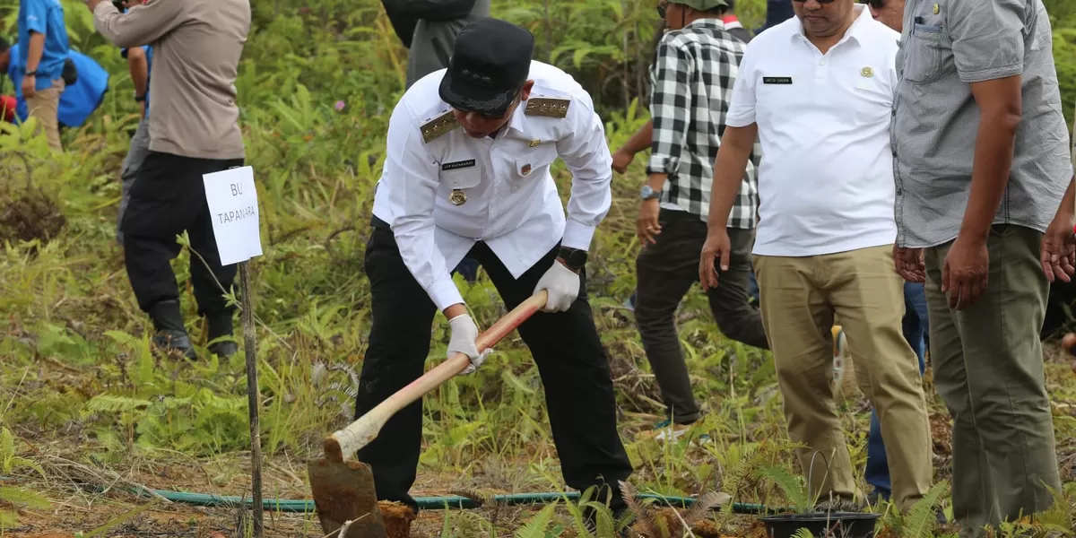 Bupati Taput Dr. Jonius Taripar Hutabarat saat melakukan penanaman bibit Durian di lahan Huntap Desa Dolok Nauli Adiankoting. (Realitasonline.id/AS)