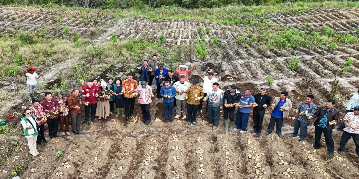 Bupati Humbahas Oloan P Nababan, panen kentang bersama Bumdes Dosrohas di Pollung.   (Realitasonline.id/Dok)